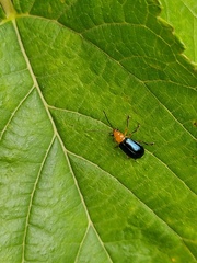 Paragetocera involuta