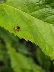 Paragetocera involuta