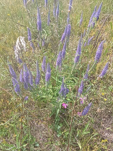 Spiked Speedwell