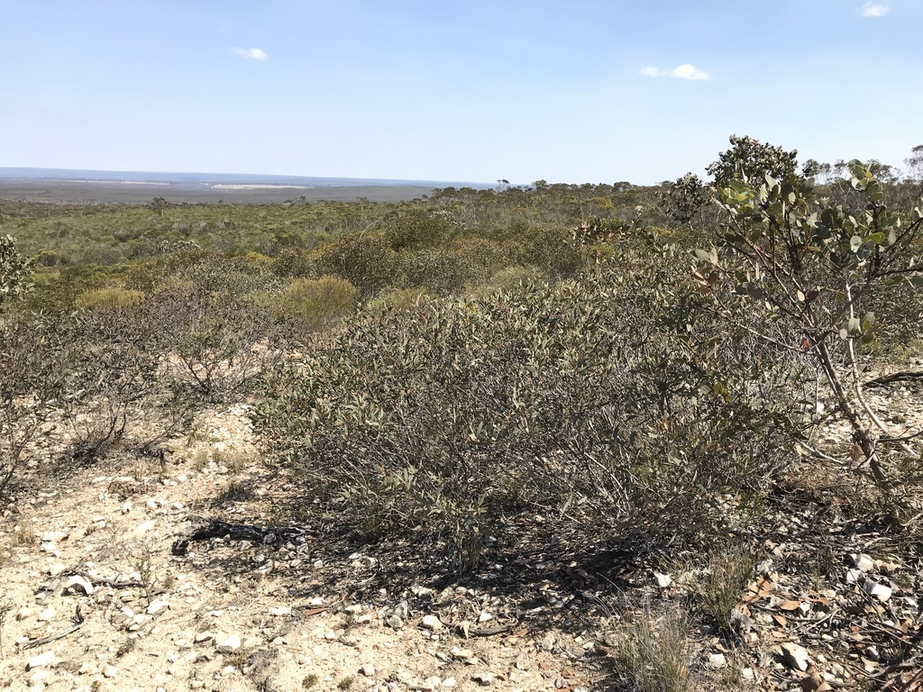 Eucalyptus improcera 2