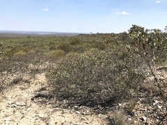 Eucalyptus improcera