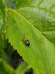 Paragetocera involuta