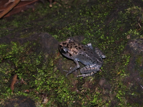 Leptobrachium hasseltii observed 2026-07-25