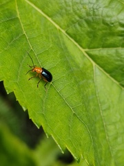 Paragetocera involuta