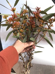 Eucalyptus uncinata uncinata