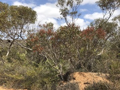 Eucalyptus uncinata uncinata