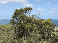 Eucalyptus burdettiana
