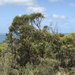 Eucalyptus burdettiana - Photo (c) Dean Nicolle, algunos derechos reservados (CC BY-NC), subido por Dean Nicolle
