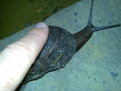 Archachatina marginata