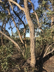 Eucalyptus lateritica