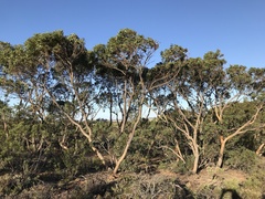 Eucalyptus lateritica