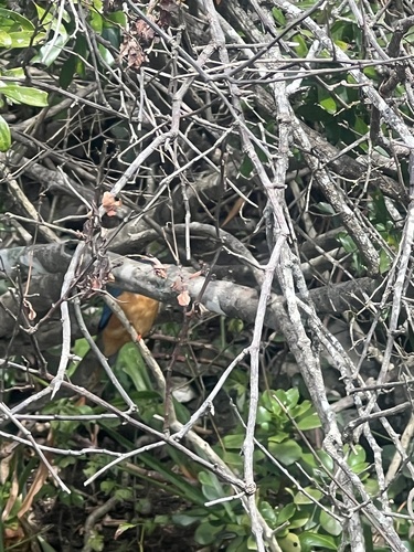 iNaturalist image