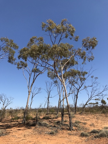 Yellow-flowered Mallee (Eucalyptus flavida)