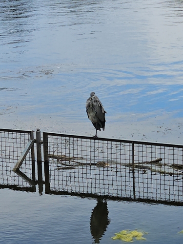 iNaturalist image