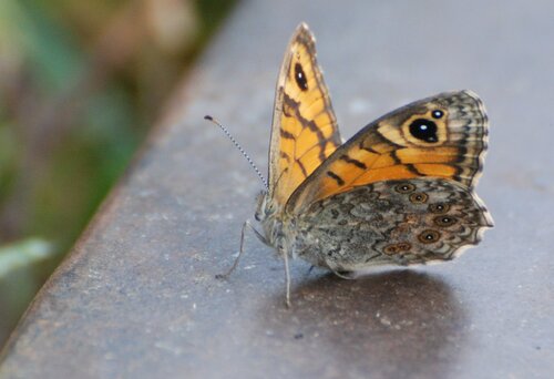 Wall Brown