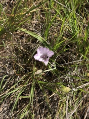 Calochortus umbellatus
