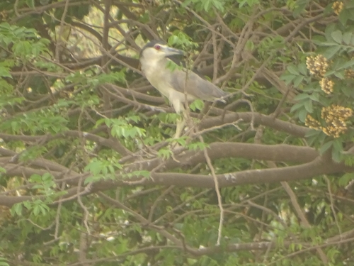 Black-crowned Night Heron
