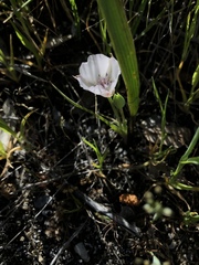 Calochortus umbellatus