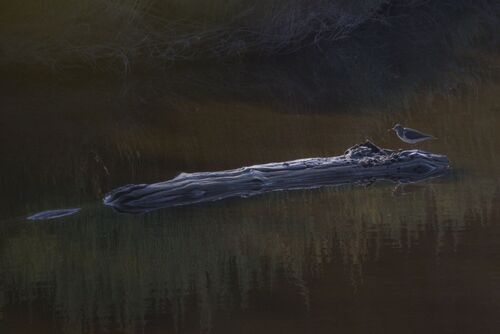 iNaturalist image