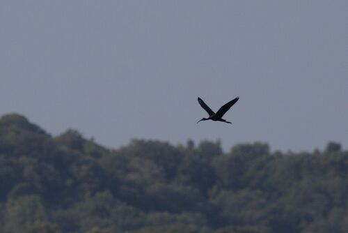 iNaturalist image