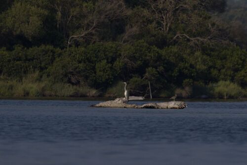 iNaturalist image