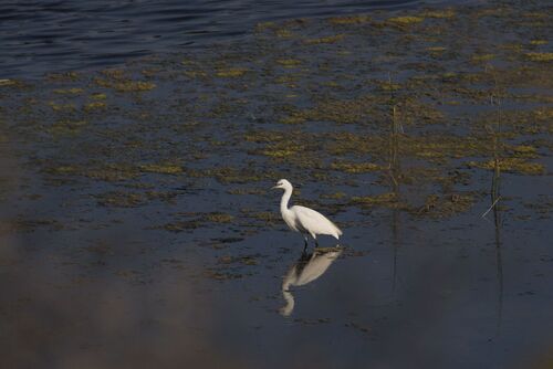 iNaturalist image