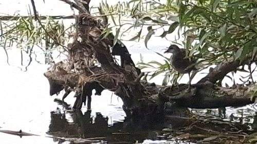iNaturalist image