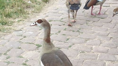 iNaturalist image