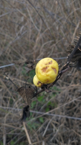 Solanum palinacanthum, photograph 5