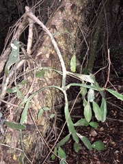 Brasiliopuntia brasiliensis