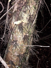 Brasiliopuntia brasiliensis
