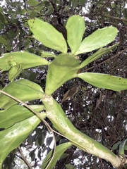 Brasiliopuntia brasiliensis