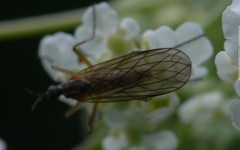 Empis trigramma
