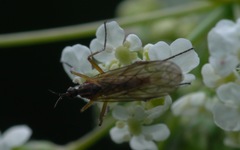 Empis trigramma