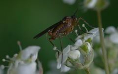 Empis trigramma
