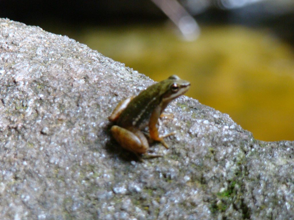 Ibitipoca Tree Toad
