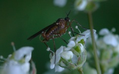 Empis trigramma