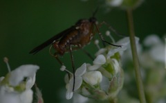 Empis trigramma