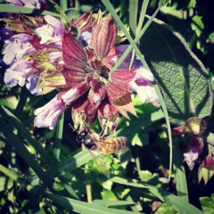 Apis mellifera