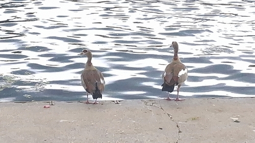 iNaturalist image