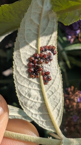 Brown Marmorated Stink Bug, Enschede, Varviksingel, 7512 HK Enschede, Netherlands, photo 6 of 10