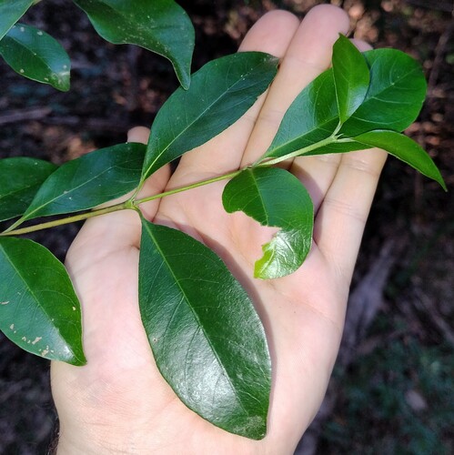 Hodgkinsonia ovatiflora, 2026-07-27