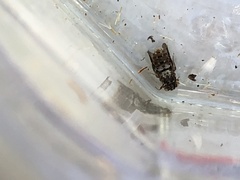 Holcopasites jerryrozeni