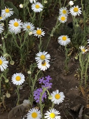 Holcopasites jerryrozeni