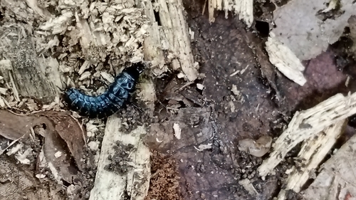 Worm and Slug Hunters