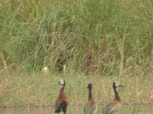 iNaturalist image