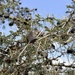 Acacia drepanolobium