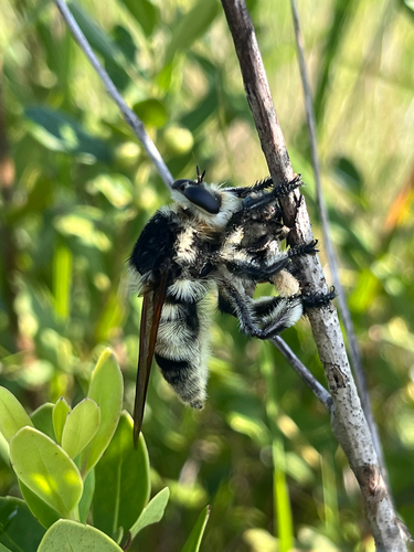 Florida Bee-Killer photo 5