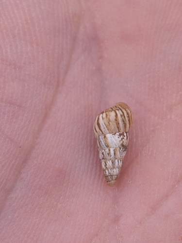 Pointed Snail, 4525 LX Retranchement, Netherlands, photo 7 of 10