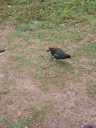 iNaturalist image